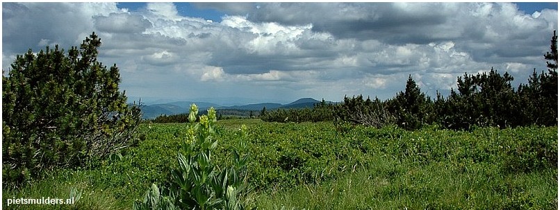 De hautes chaumes (bergweiden staan vol met Gele gentianen.