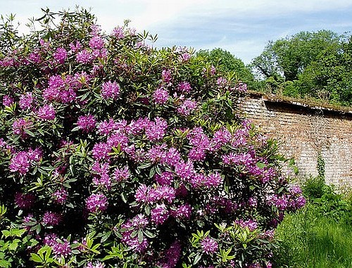 Rhododendron ponticum